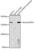 Anti-Dot1L/KMT4 antibody produced in rabbit