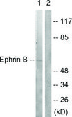 Anti-EFNB1 antibody produced in rabbit affinity isolated antibody