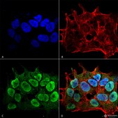 Monoclonal Anti-Nrcam - Percp antibody produced in mouse clone S364-51, purified immunoglobulin