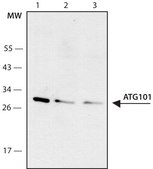 Anti-ATG101 antibody, Mouse monoclonal clone ATG101-15, purified from hybridoma cell culture