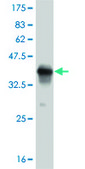 ANTI-PUM2 antibody produced in mouse clone 2F10, purified immunoglobulin, buffered aqueous solution