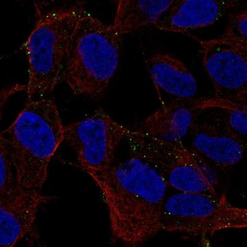 Anti-MYO16 antibody produced in rabbit Prestige Antibodies&#174; Powered by Atlas Antibodies, affinity isolated antibody