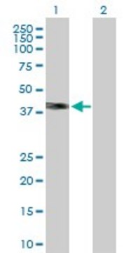 Anti-WNT3A antibody produced in rabbit purified immunoglobulin, buffered aqueous solution