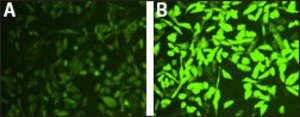 Intracellular Hydrogen Peroxide Assay sufficient for 200 fluorometric&nbsp;tests (green fluorescence)
