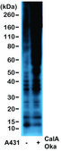 Anti-Phosphothreonine antibody, Rabbit monoclonal recombinant, expressed in HEK 293 cells, clone RM102, purified immunoglobulin