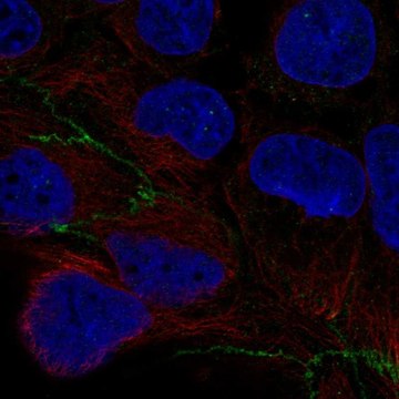 Anti-CGNL1 antibody produced in rabbit Prestige Antibodies&#174; Powered by Atlas Antibodies, affinity isolated antibody