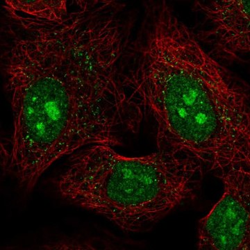 Anti-PCDHAC1 antibody produced in rabbit Prestige Antibodies&#174; Powered by Atlas Antibodies, affinity isolated antibody