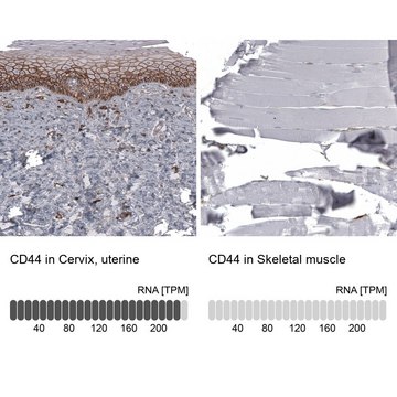 Anti-CD44 antibody produced in mouse Prestige Antibodies® Powered by Atlas Antibodies, clone CL13328, purified by using Protein A, buffered aqueous glycerol solution