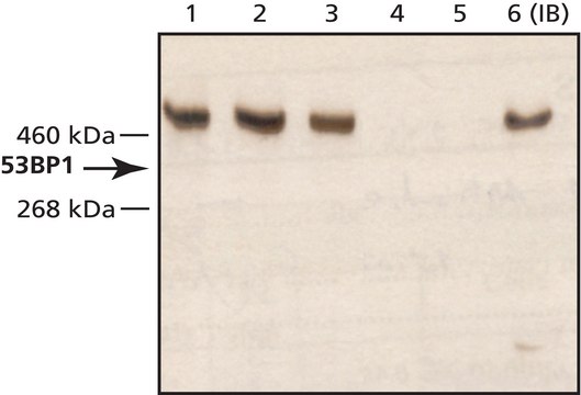 Anti-53BP1 (N-terminal) antibody produced in rabbit ~1&#160;mg/mL, affinity isolated antibody, buffered aqueous solution