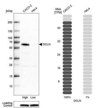 Anti-OCLN antibody produced in rabbit Prestige Antibodies&#174; Powered by Atlas Antibodies, affinity isolated antibody, buffered aqueous glycerol solution