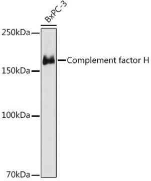 Anti-Complement factor H Antibody, clone 10M8Q5, Rabbit Monoclonal