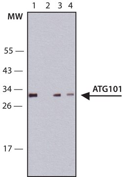 Anti-ATG101 antibody, Mouse monoclonal clone ATG101-7, purified from hybridoma cell culture