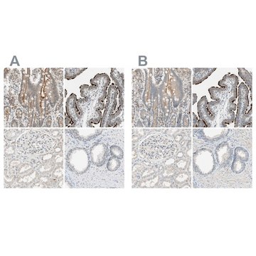 Anti-MS4A8 antibody produced in rabbit Prestige Antibodies&#174; Powered by Atlas Antibodies, affinity isolated antibody, buffered aqueous glycerol solution