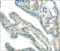 Anti-VPS26A affinity isolated antibody