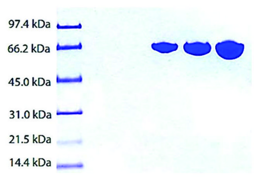 Transferrin (HOLO) from human plasma &#8805;95% (SDS-PAGE)