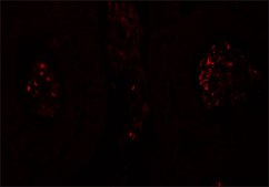 Anti-SPATA1 antibody produced in rabbit affinity isolated antibody