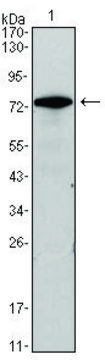 Monoclonal Anti-GATA3 antibody produced in mouse clone 7B5, ascites fluid