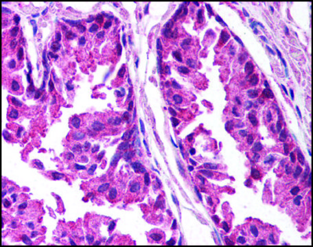 Anti-TICAM1/TRIF (AB1) antibody produced in rabbit IgG fraction of antiserum, buffered aqueous solution