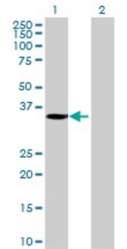 Anti-MGC26694 antibody produced in mouse purified immunoglobulin, buffered aqueous solution