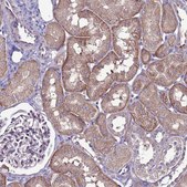 Anti-GPN3 antibody produced in rabbit Prestige Antibodies® Powered by Atlas Antibodies, affinity isolated antibody, buffered aqueous glycerol solution