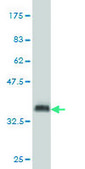 Monoclonal Anti-ISL1 antibody produced in mouse clone 2E7, purified immunoglobulin, buffered aqueous solution