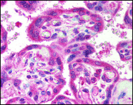 Anti-NAIP/BIRC1 antibody produced in rabbit affinity isolated antibody, buffered aqueous solution