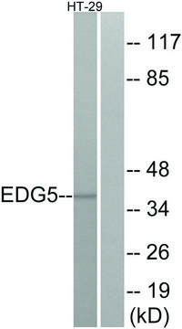 Anti-EDG5 antibody produced in rabbit affinity isolated antibody