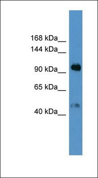 Anti-LPA antibody produced in rabbit affinity isolated antibody