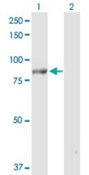 Anti-POLH antibody produced in rabbit purified immunoglobulin, buffered aqueous solution