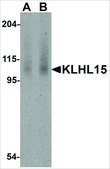 Anti-KLHL1 antibody produced in rabbit affinity isolated antibody, buffered aqueous solution