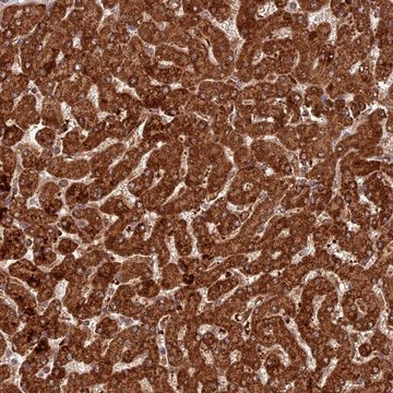 Anti-COX17 antibody produced in rabbit Prestige Antibodies® Powered by Atlas Antibodies, affinity isolated antibody, buffered aqueous glycerol solution