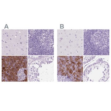 Anti-CUZD1 antibody produced in rabbit Prestige Antibodies® Powered by Atlas Antibodies, affinity isolated antibody, buffered aqueous glycerol solution