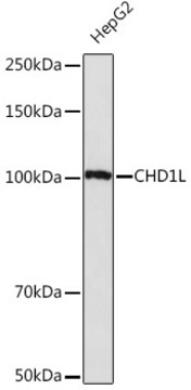 Anti-CHD1L Antibody, clone 3C1O9, Rabbit Monoclonal