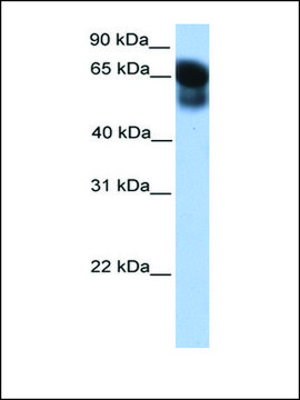 Anti-ATG16L1 affinity isolated antibody
