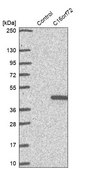 Anti-C16orf72 antibody produced in rabbit Prestige Antibodies® Powered by Atlas Antibodies, affinity isolated antibody, buffered aqueous glycerol solution