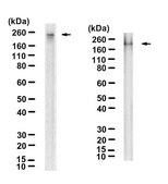 Anti-phospho ABL1 (Tyr245) Antibody, clone 3F7 ZooMAb® Rabbit Monoclonal recombinant, expressed in HEK 293 cells