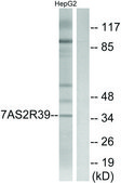 Anti-TAS2R39 antibody produced in rabbit affinity isolated antibody