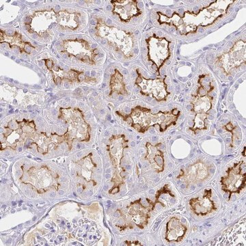 Anti-SAA4 antibody produced in rabbit Prestige Antibodies&#174; Powered by Atlas Antibodies, affinity isolated antibody, buffered aqueous glycerol solution