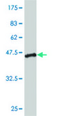 Monoclonal Anti-CLEC2D antibody produced in mouse clone 4C7, purified immunoglobulin, buffered aqueous solution