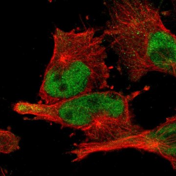 Anti-BRD9 antibody produced in rabbit Prestige Antibodies&#174; Powered by Atlas Antibodies, affinity isolated antibody, buffered aqueous glycerol solution