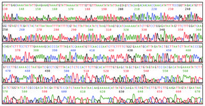 PhasePrep™ BAC DNA Kit Scalable method for isolating large-molecular weight plasmids
