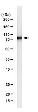 Anti-Hsp90 alpha Antibody, clone 1G6-D7 clone 1G6-D7, from mouse