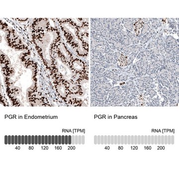 Monoclonal Anti-PGR antibody produced in mouse Prestige Antibodies&#174; Powered by Atlas Antibodies, clone CL8721, purified immunoglobulin, buffered aqueous glycerol solution