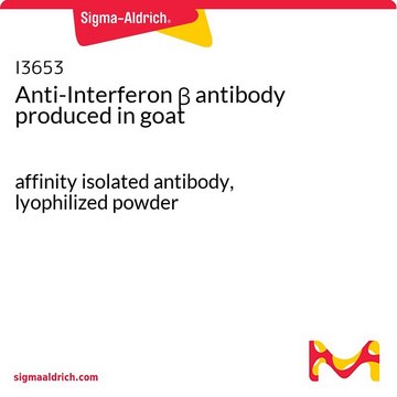 Anti-Interferon &#946; antibody produced in goat affinity isolated antibody, lyophilized powder