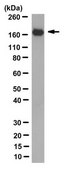 Anti-Cas9 Antibody, CT Antibody, clone 6G12-H11 clone 6G12-H11, from mouse