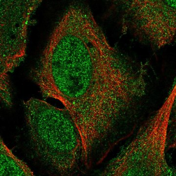 Anti-Pir Antibody Produced In Rabbit Prestige Antibodies&#174; Powered by Atlas Antibodies, affinity isolated antibody, buffered aqueous glycerol solution