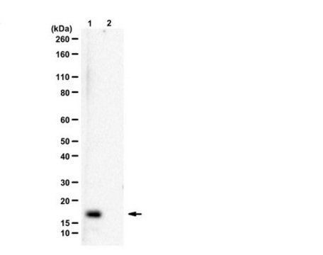 Anti-Histone H3.3 G34R from rabbit