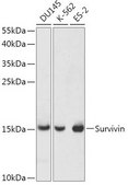 Anti-Survivin antibody produced in rabbit
