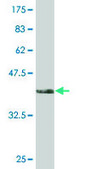 Monoclonal Anti-TCF2 antibody produced in mouse clone 3H4, purified immunoglobulin, buffered aqueous solution