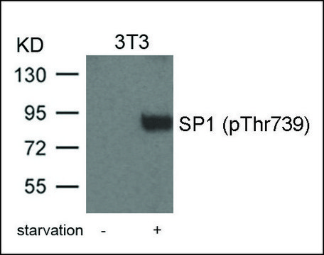 Anti-phospho-SP1 (pThr739) antibody produced in rabbit affinity isolated antibody